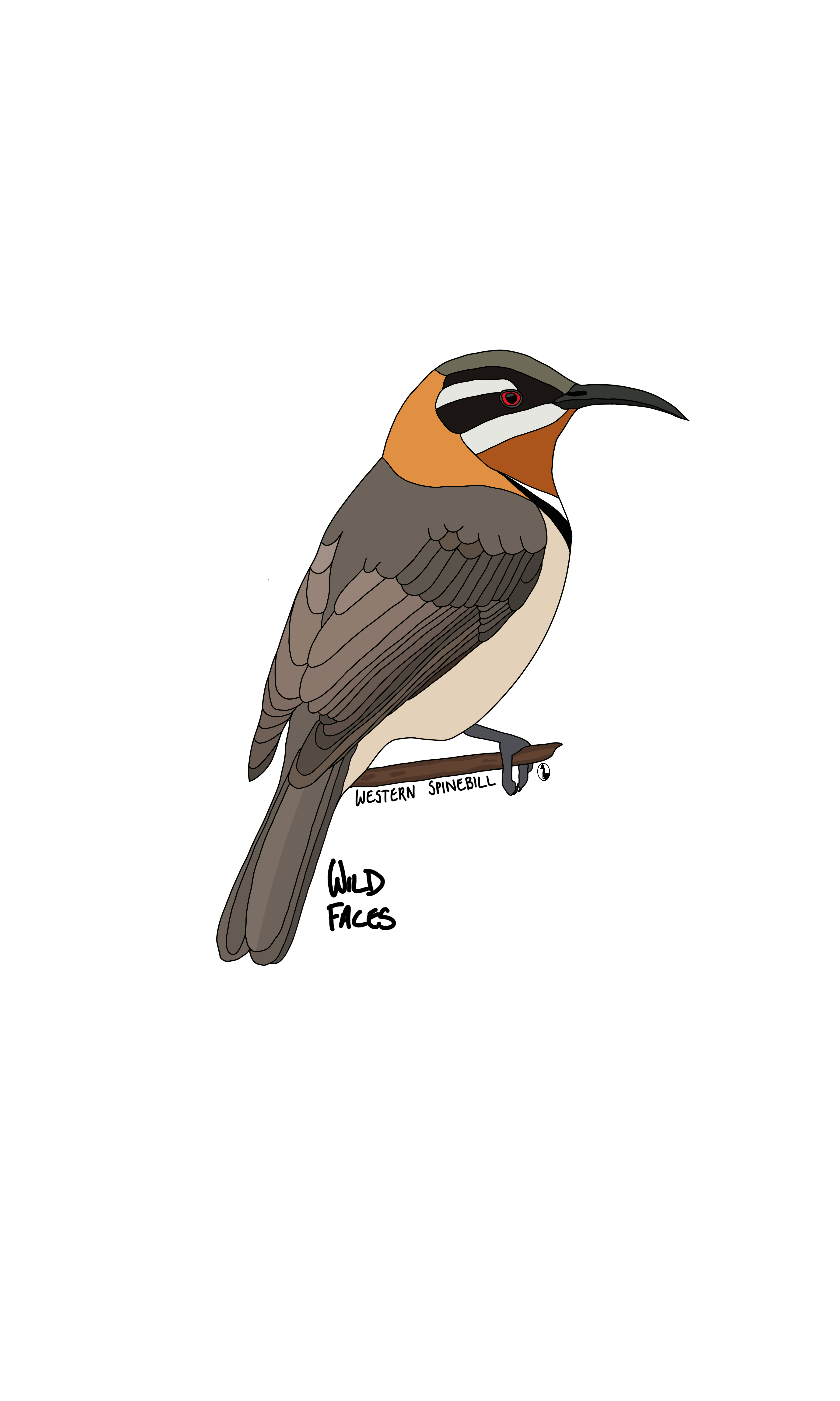 western spinebill cool design