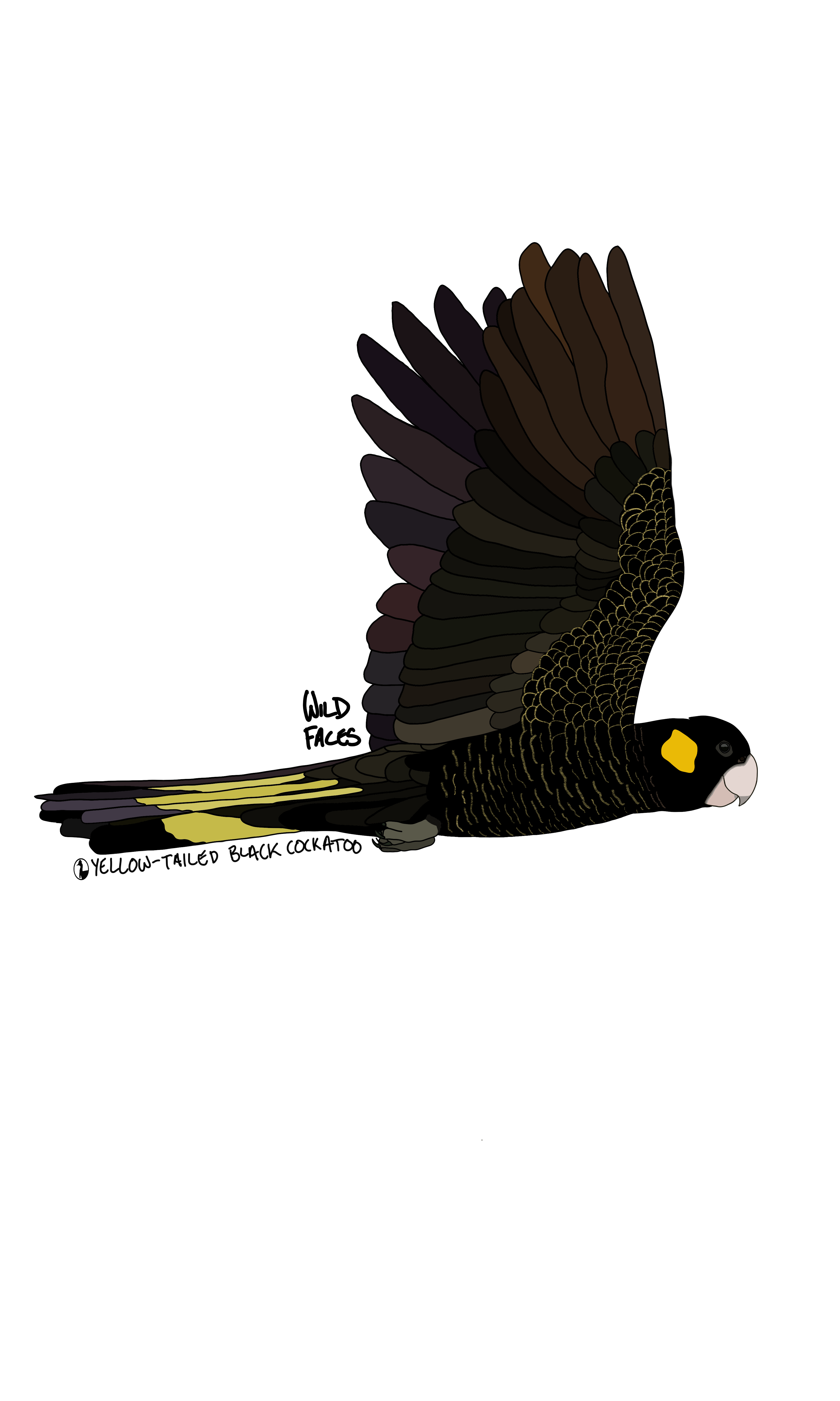 yellow-tailed black cockatoo in flight design