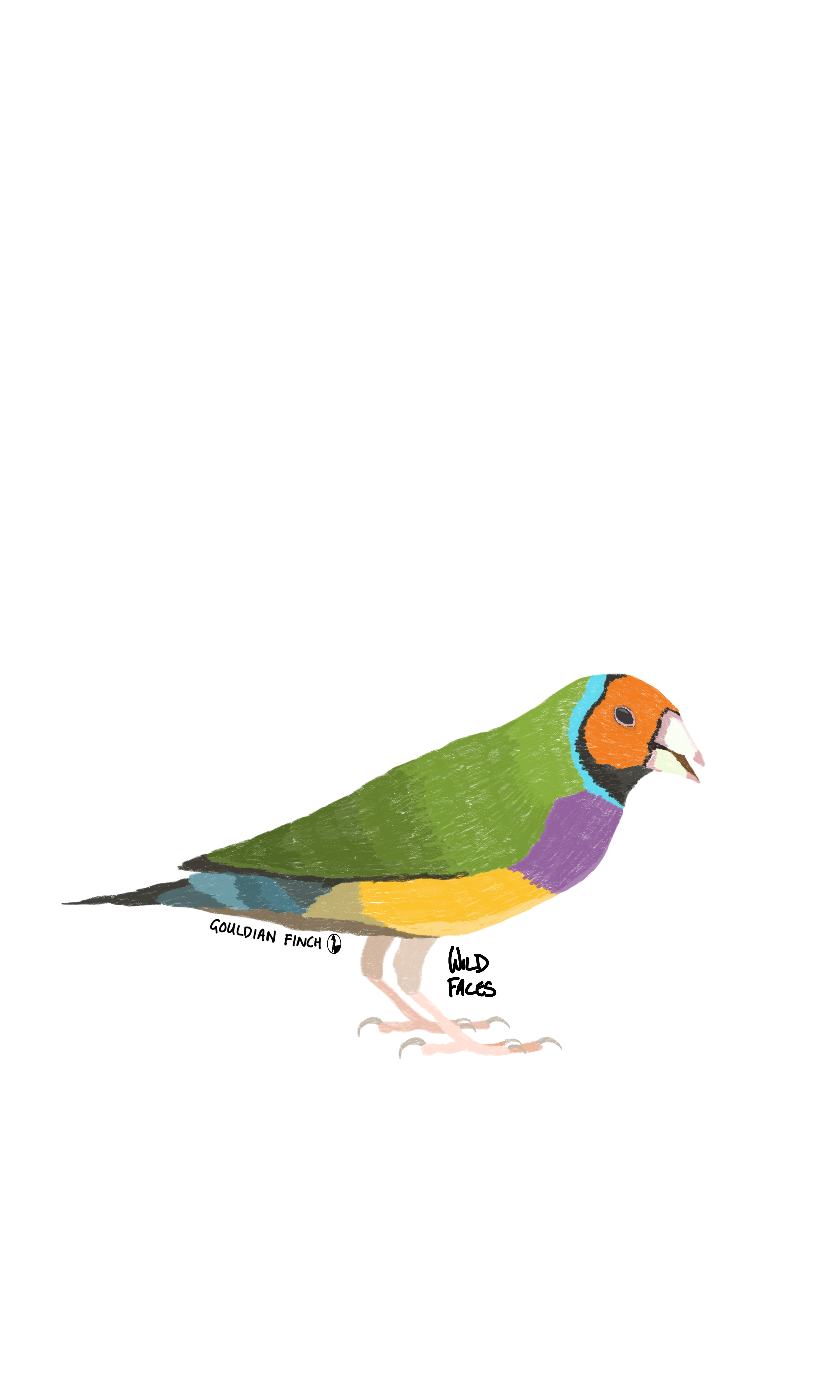 Gouldian finch design