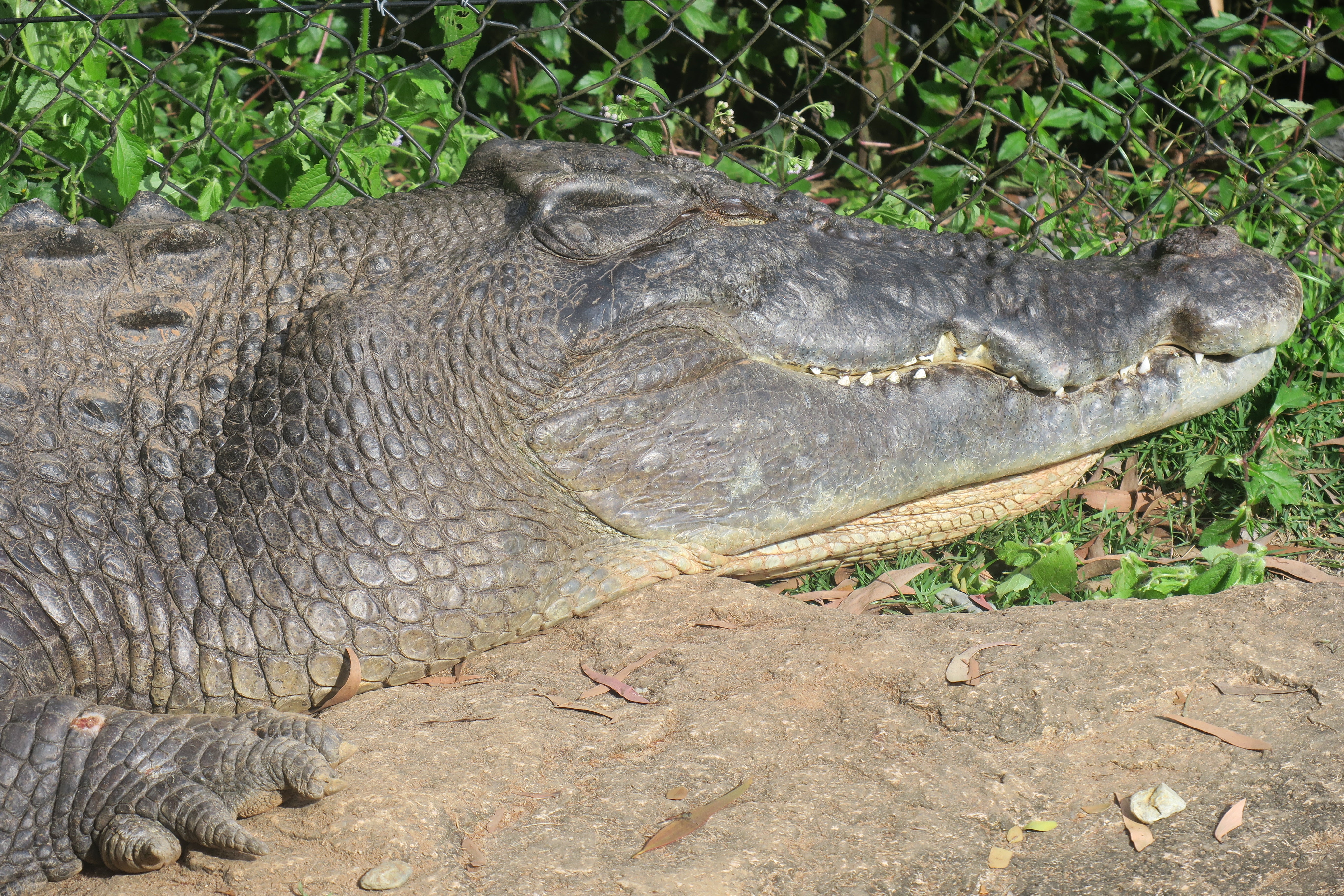corc lying on a rock with greenery in the background