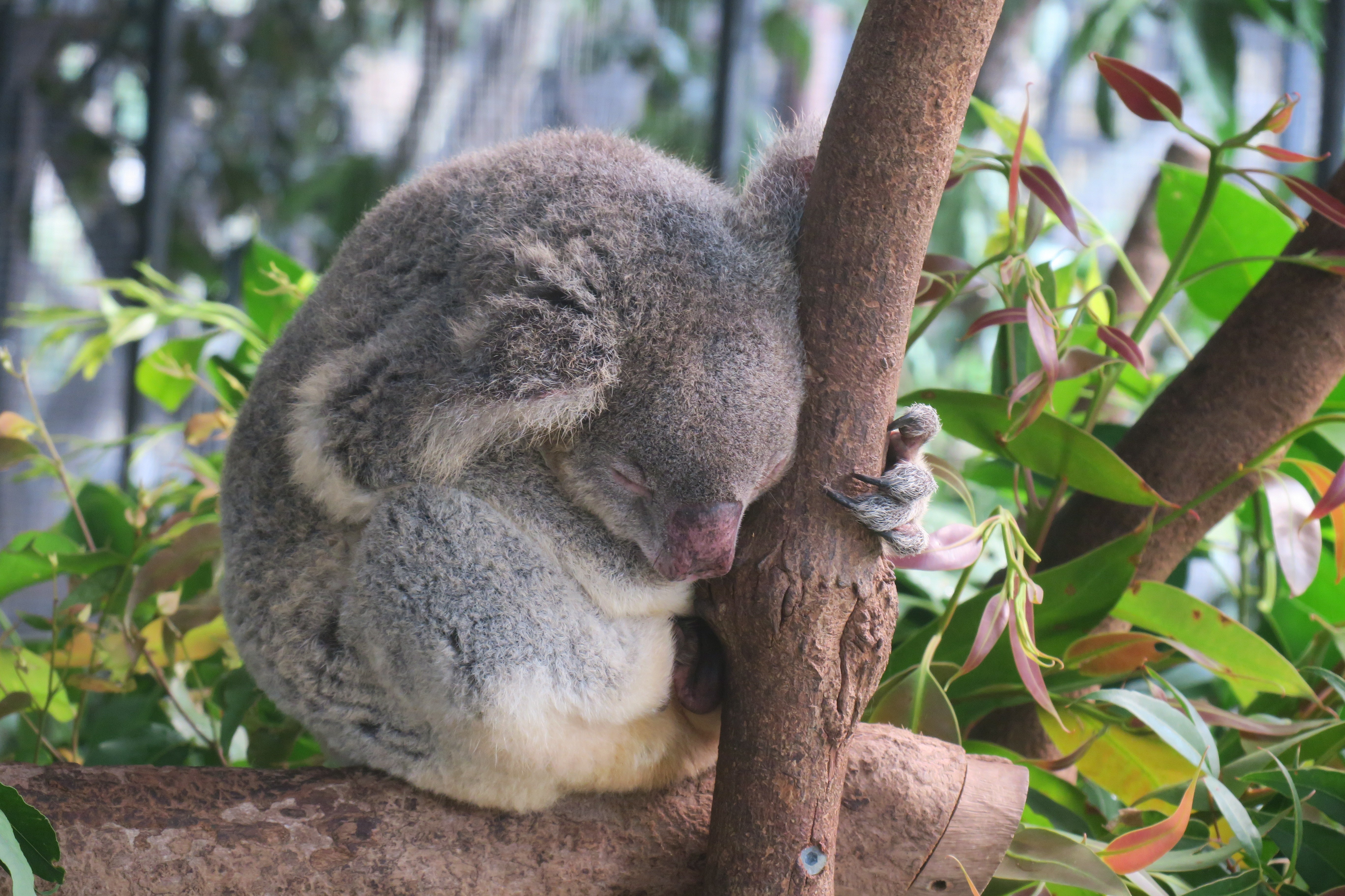 Koala sleeping on a branch with green leaves in the background