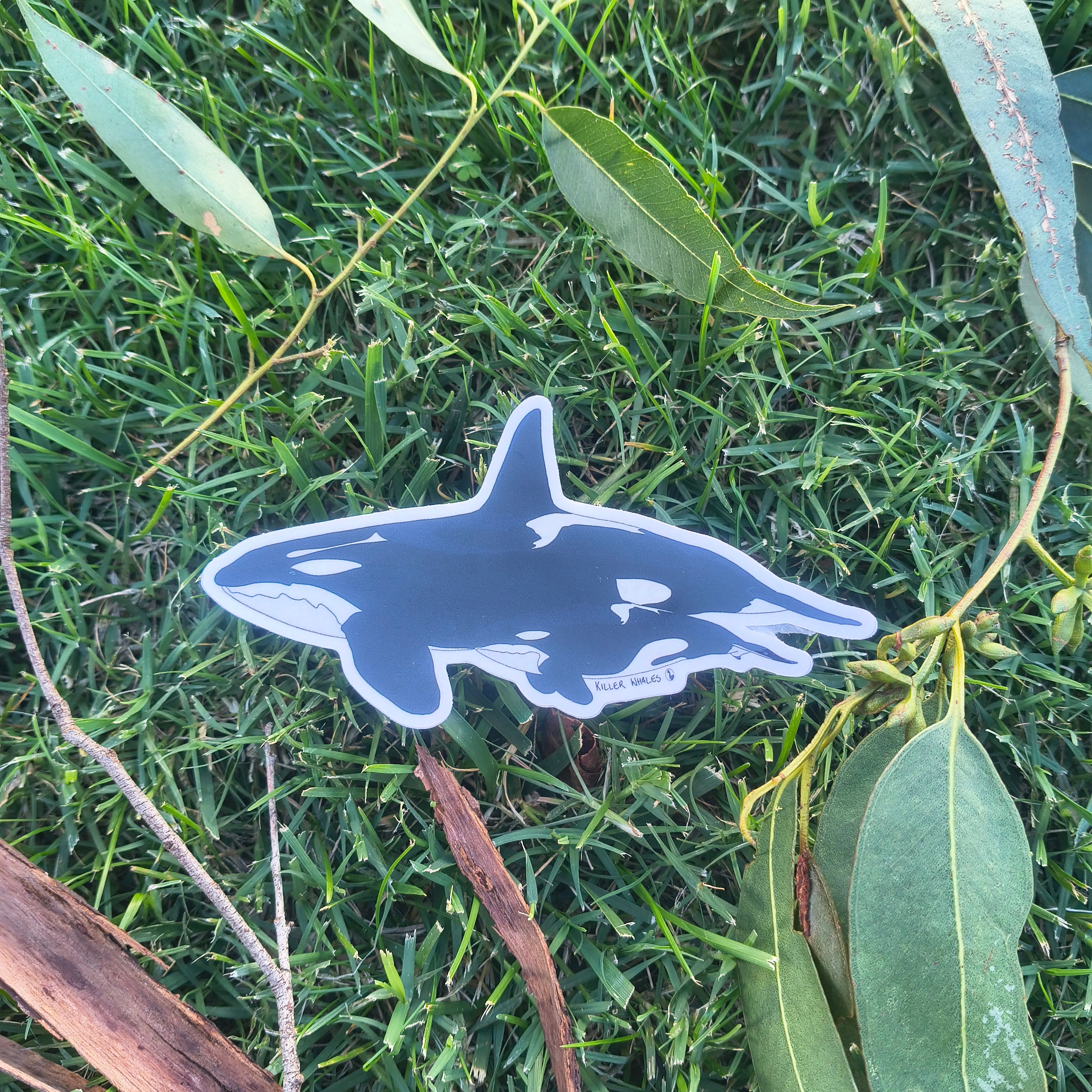 Killer Whales sticker