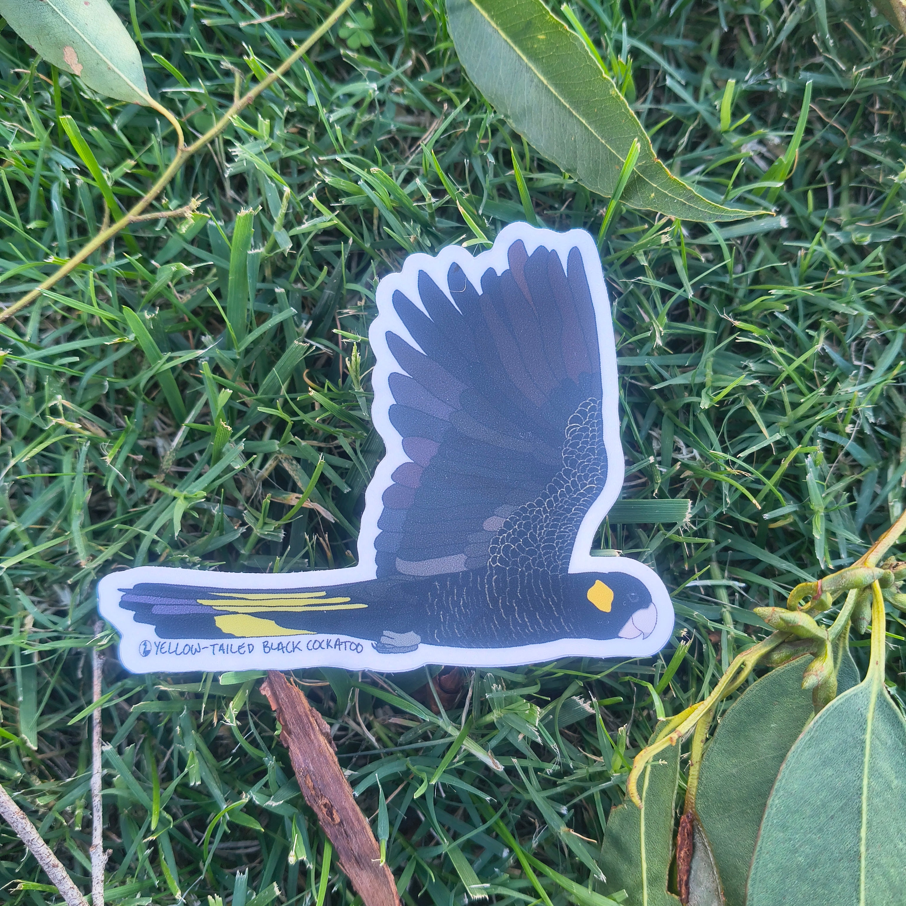 Yellow-tailed Black Cockatoo sticker