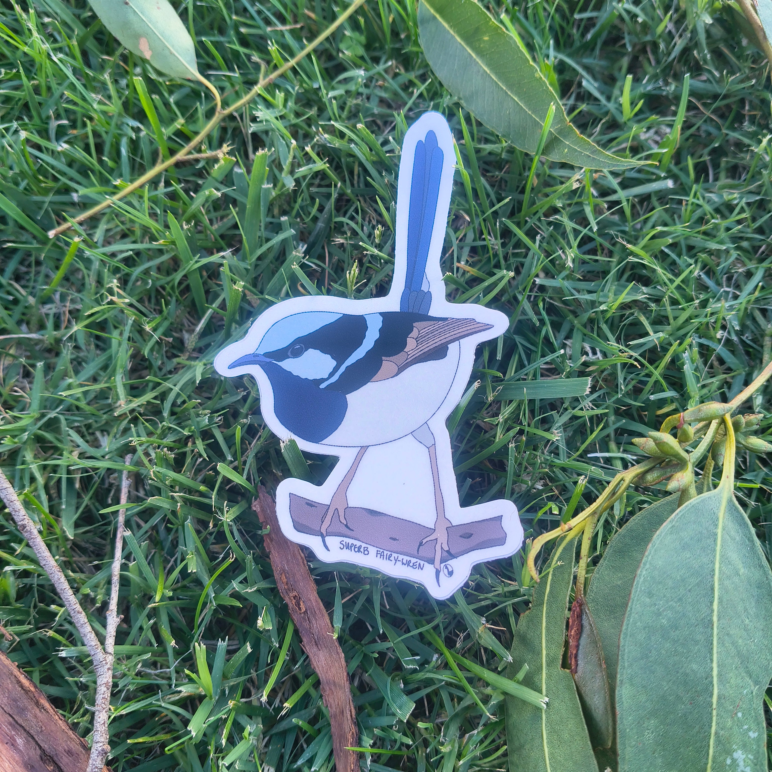 Superb Fairy-wren sticker