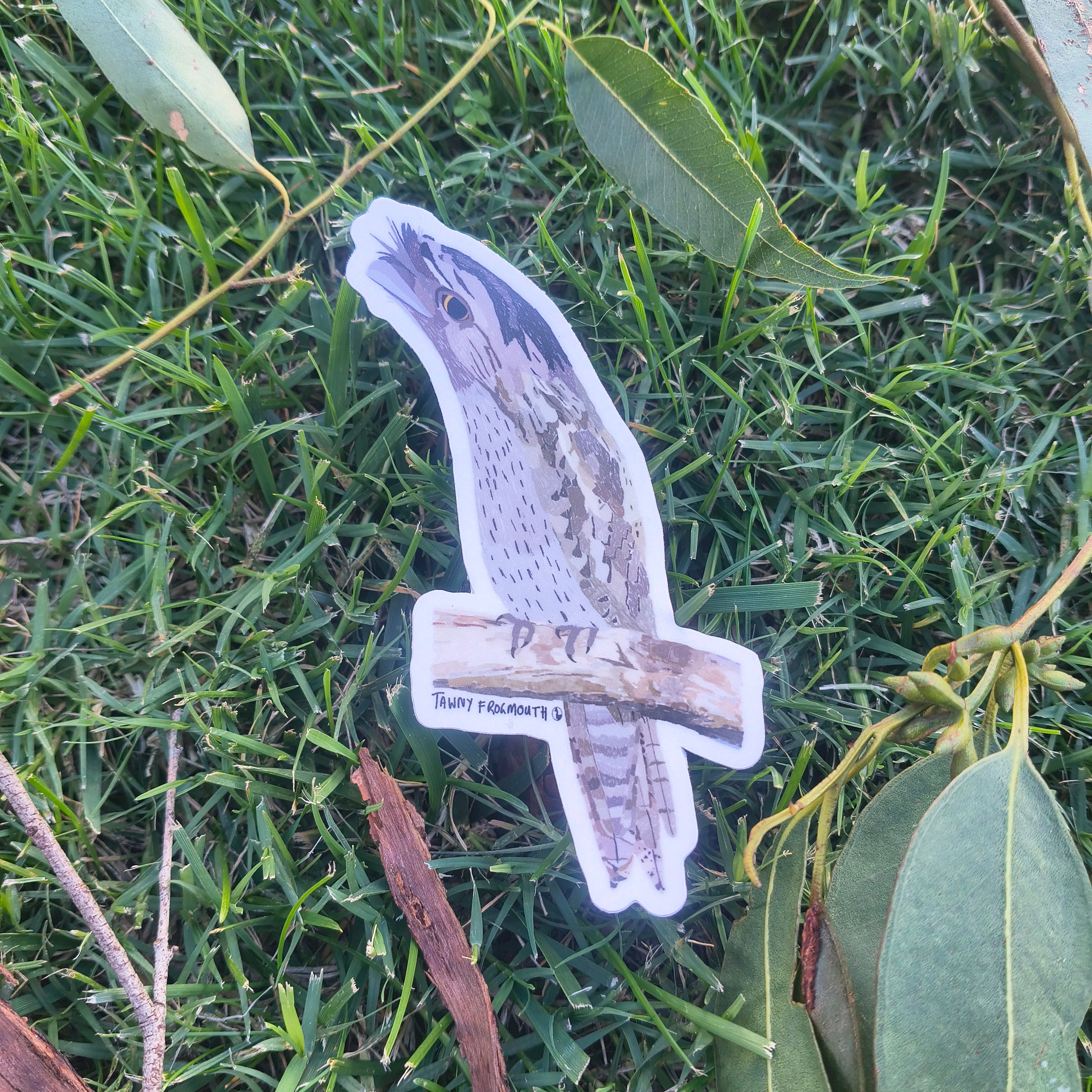 Tawny Frogmouth sticker