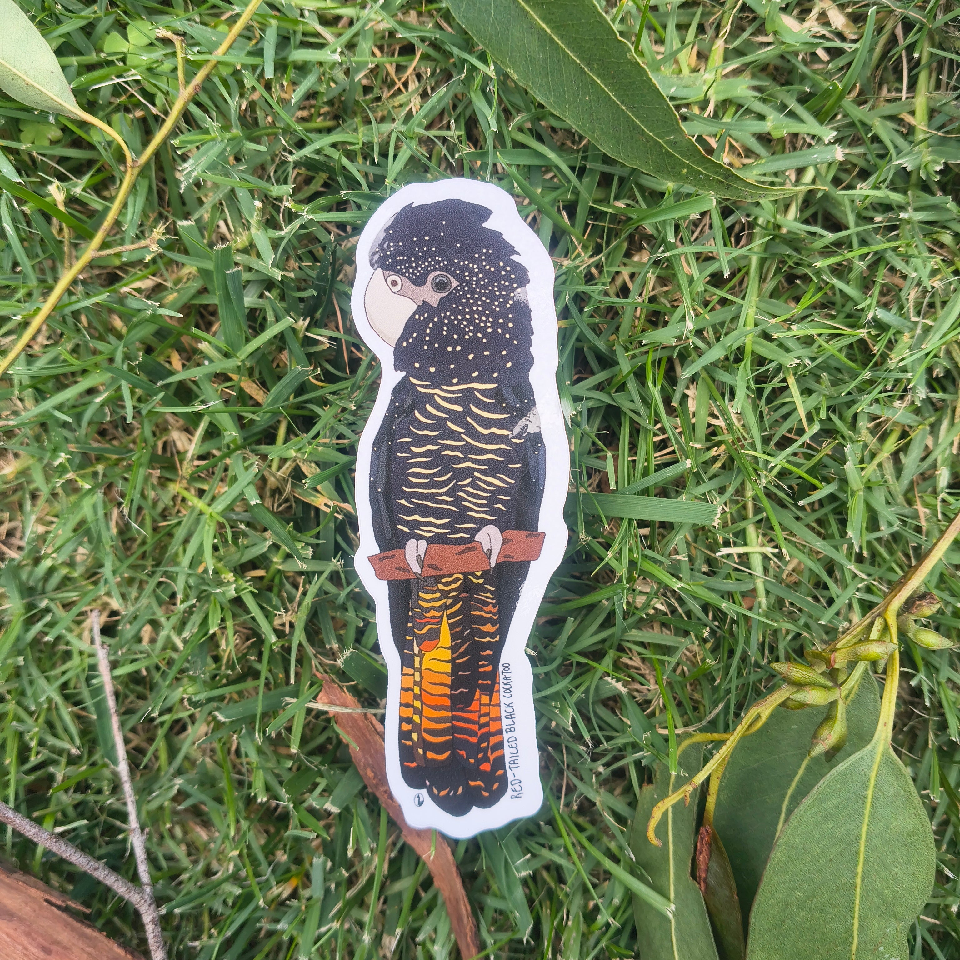 Red-tailed Black Cockatoo sticker