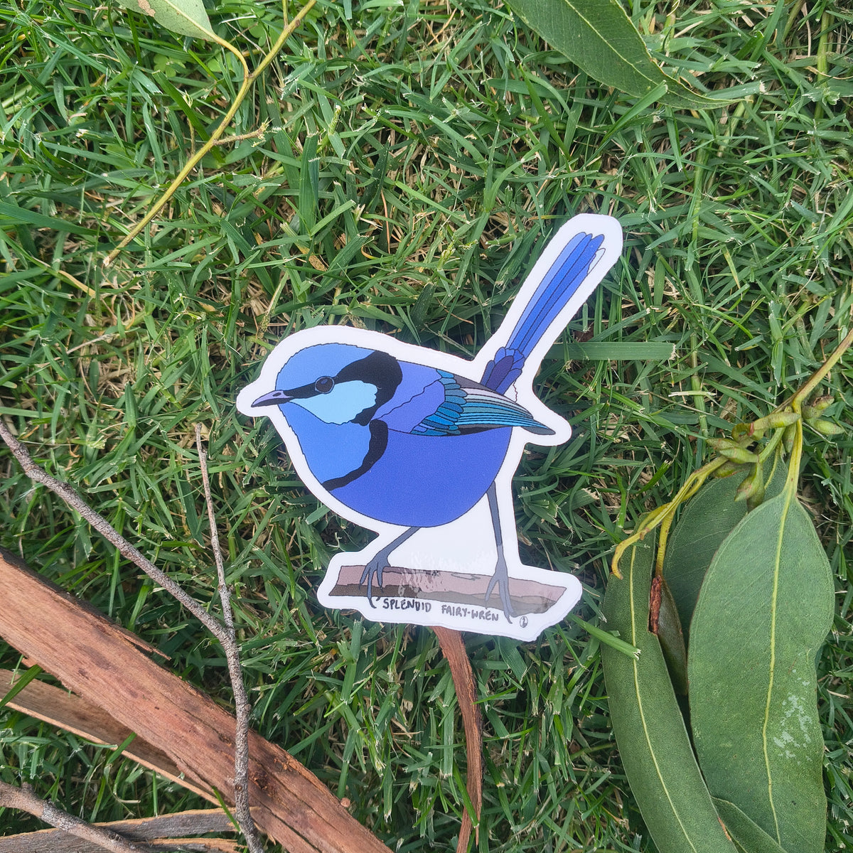 Wren Sticker Splendid Fairy-wren sticker – Wild Faces