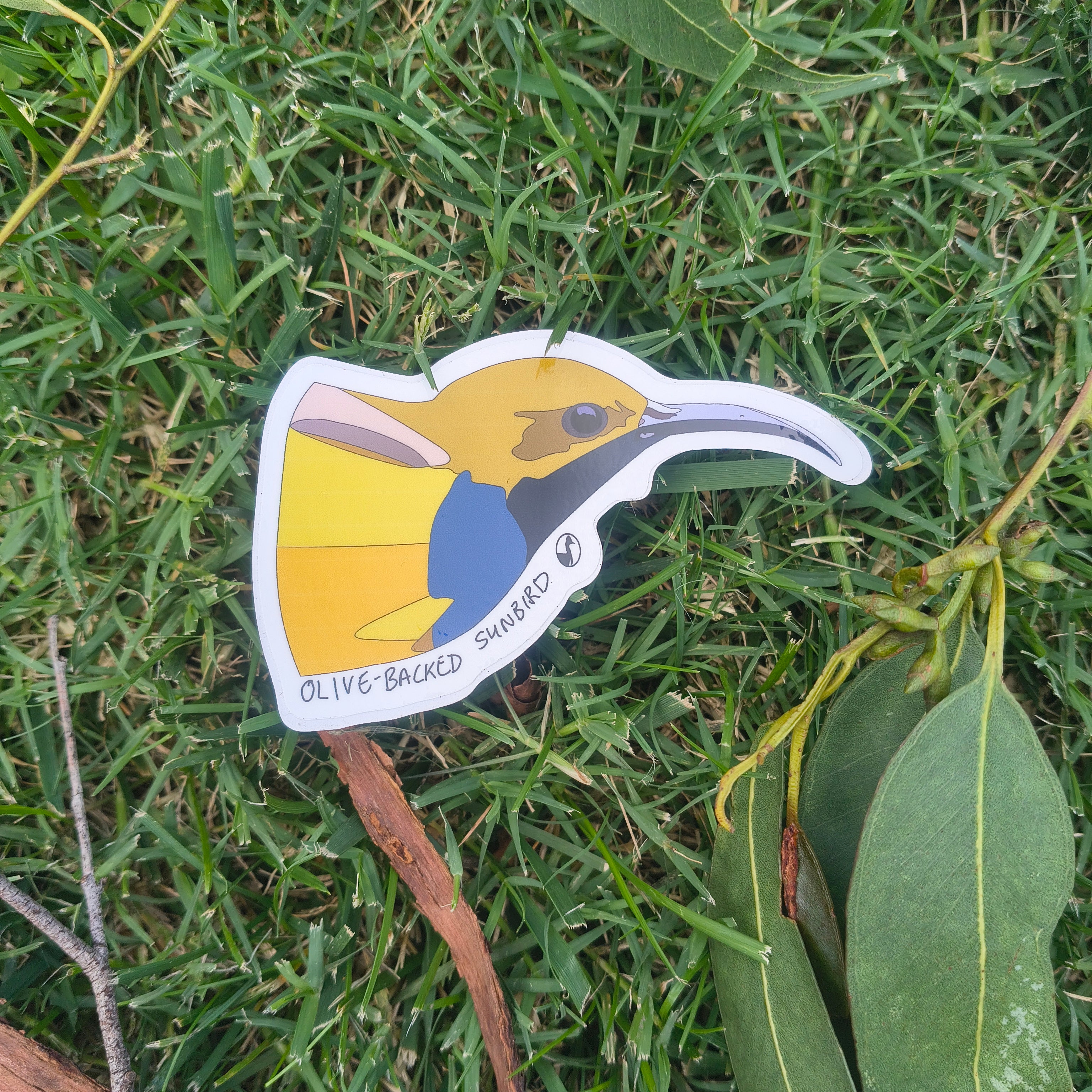Olive-backed Sunbird sticker