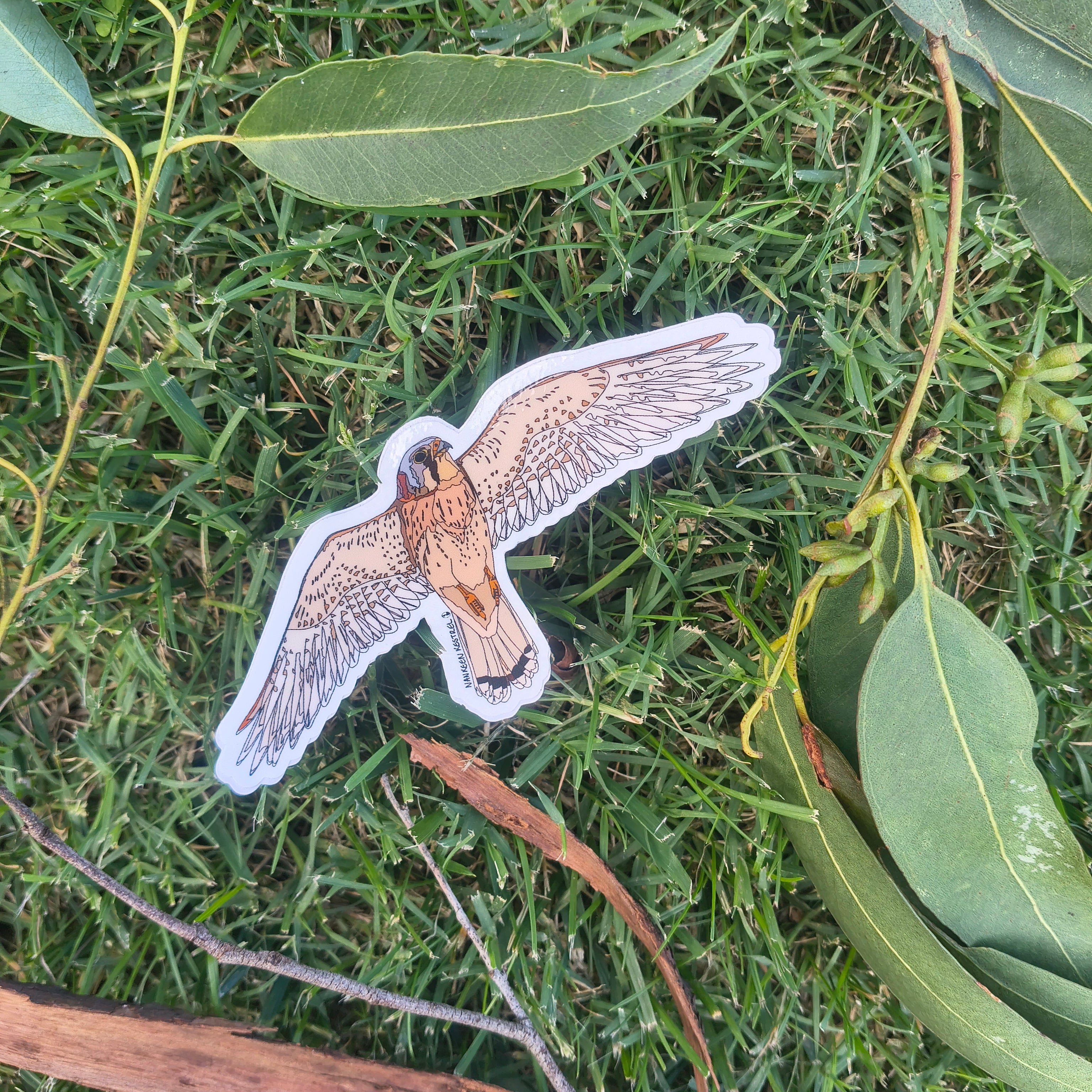 Nankeen Kestrel sticker