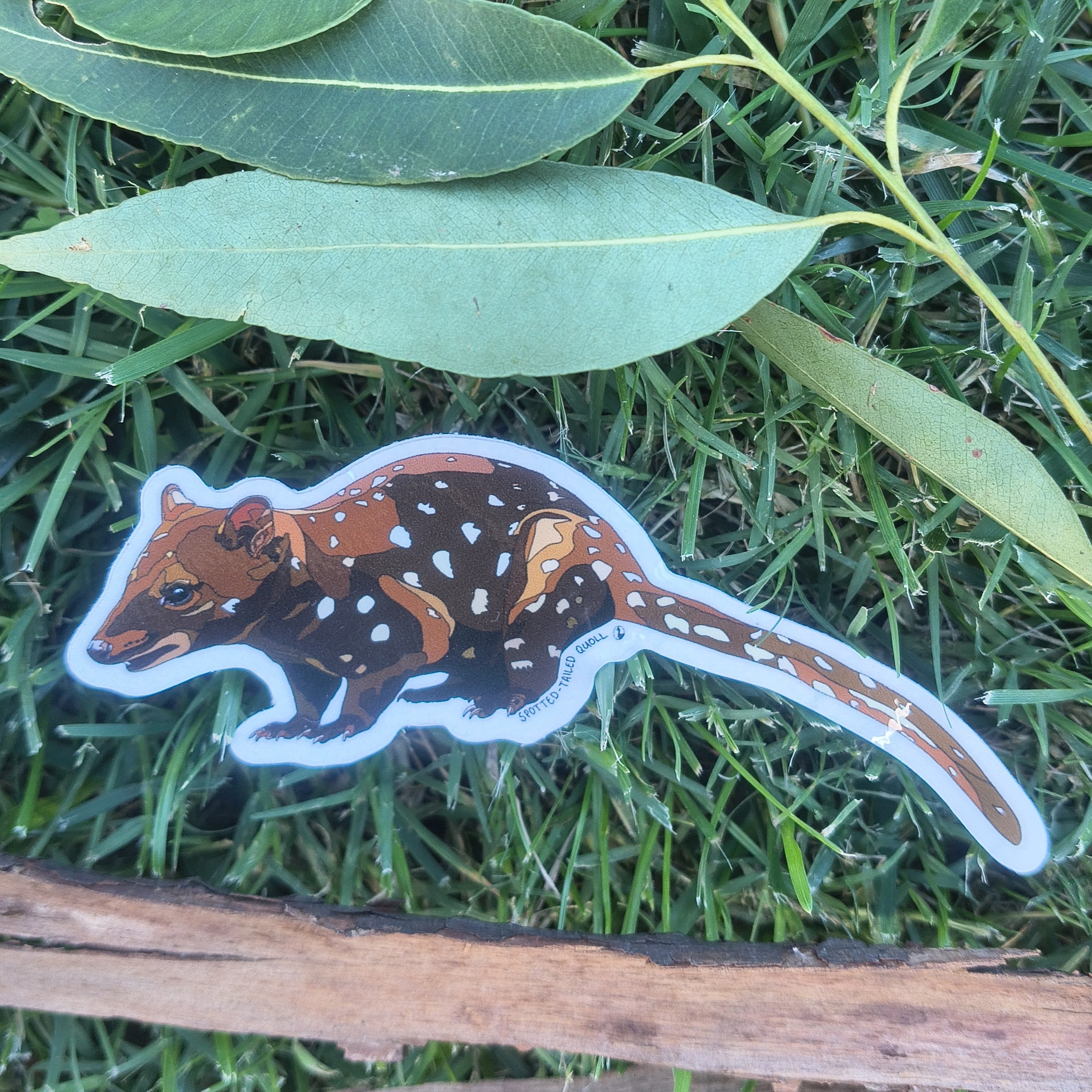 Spotted-tailed Quoll sticker