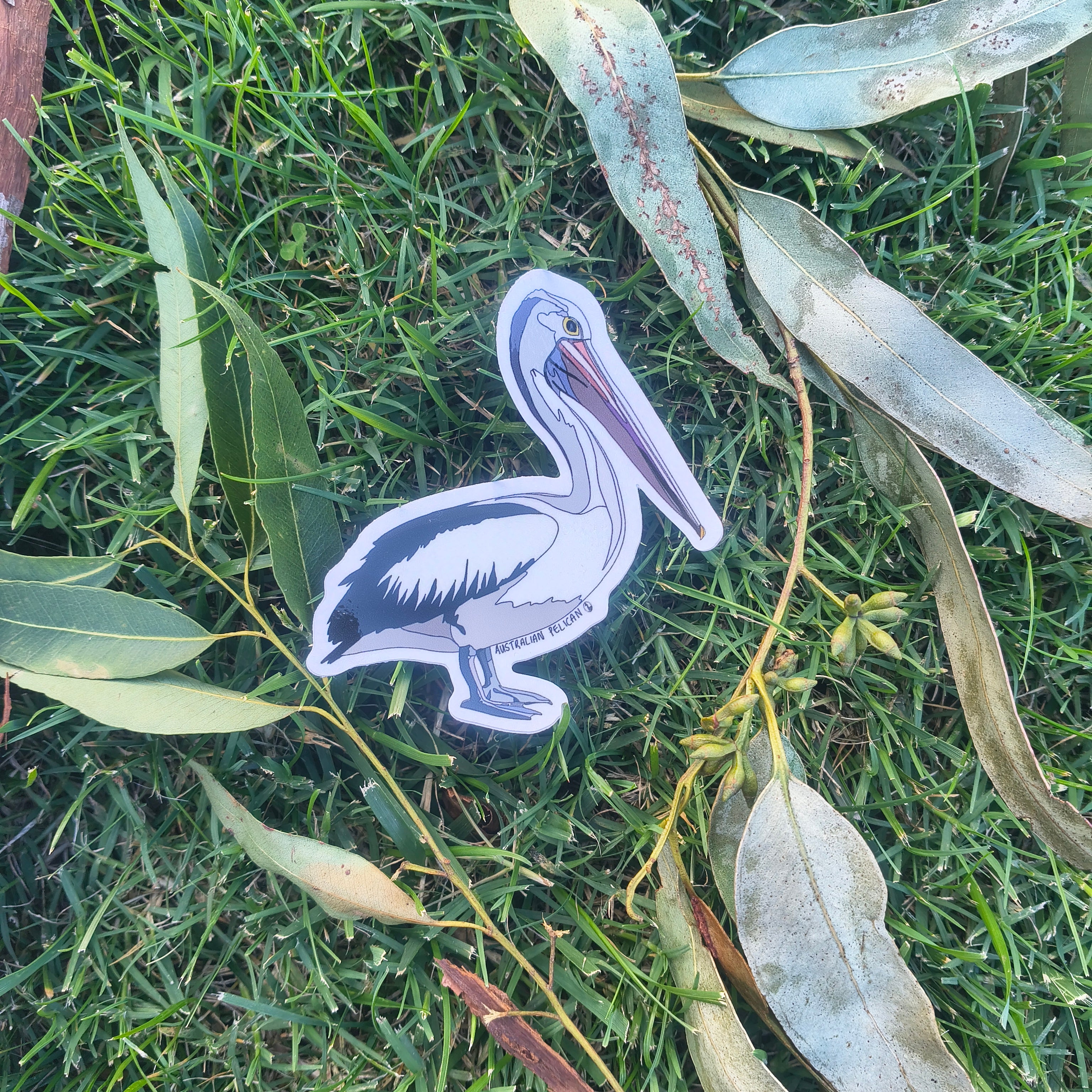 Australian Pelican sticker