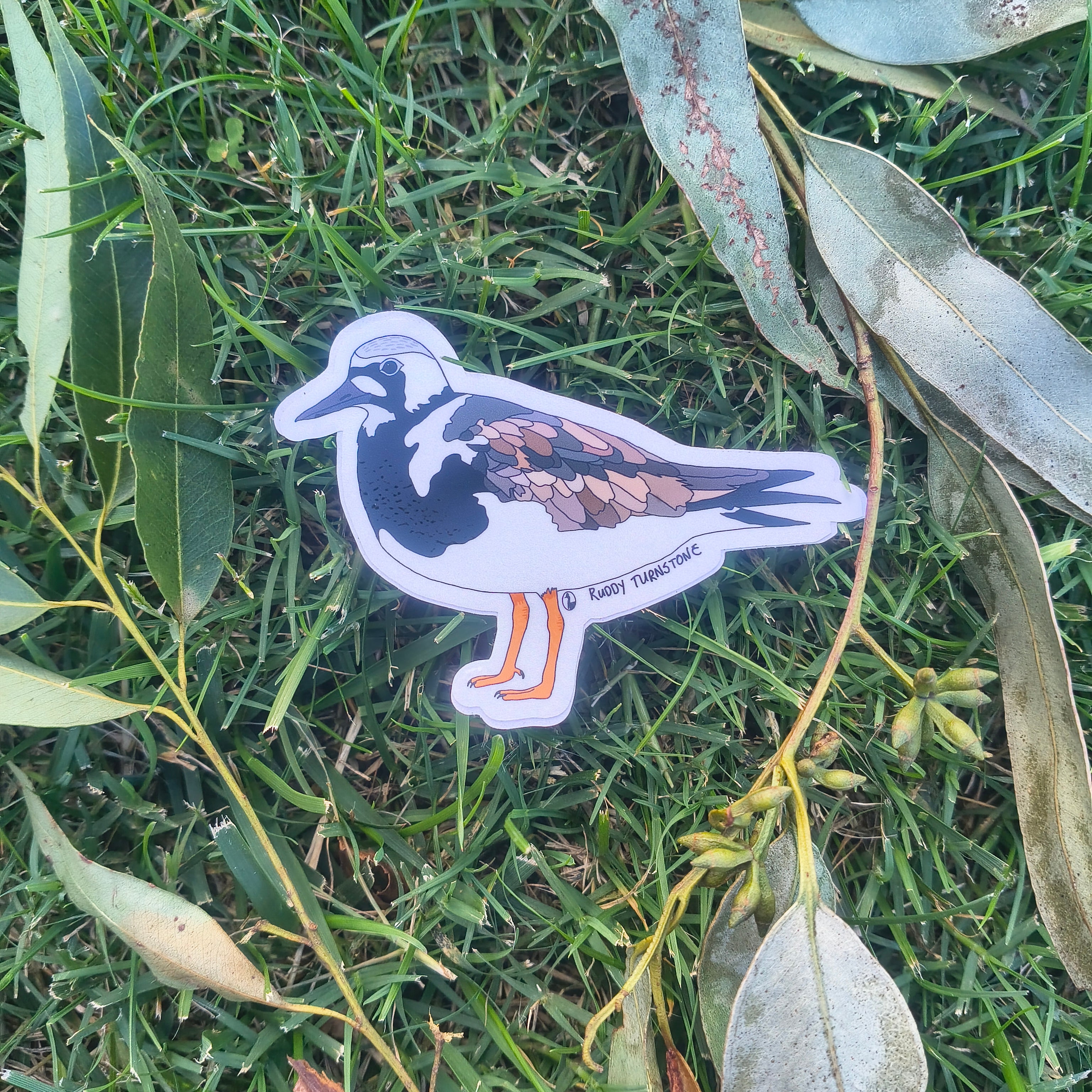 Ruddy Turnstone sticker