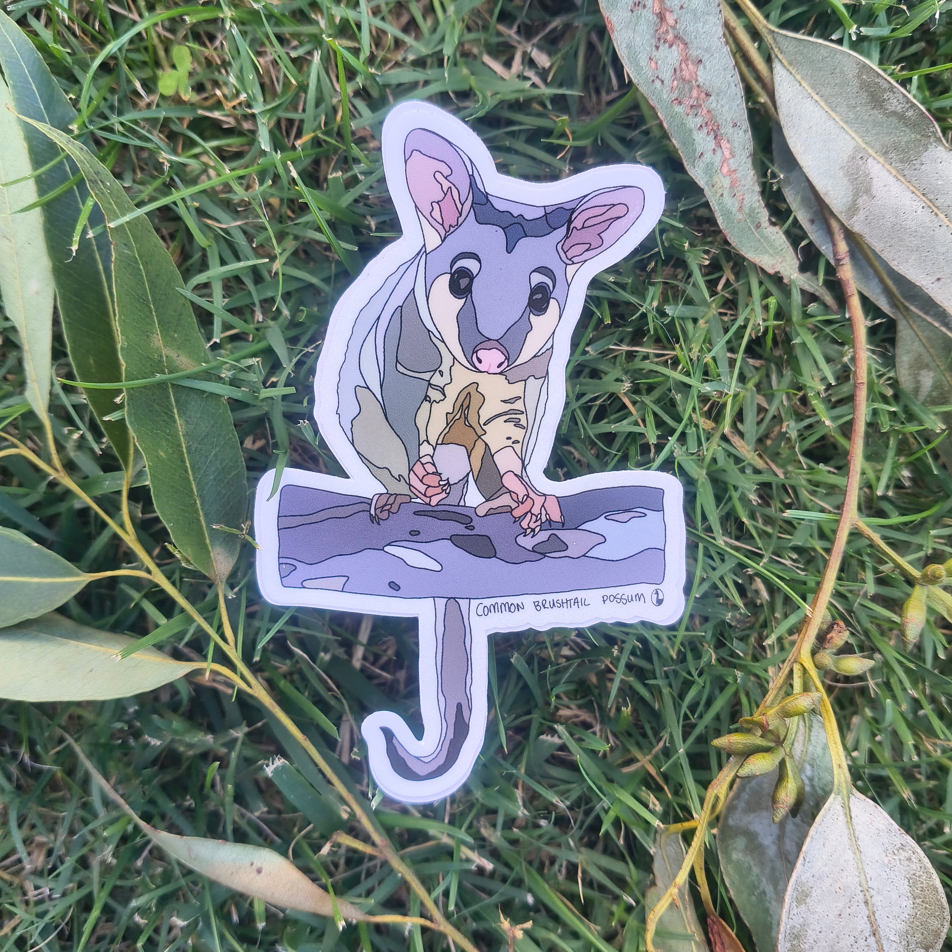 Common Brushtail Possum sticker