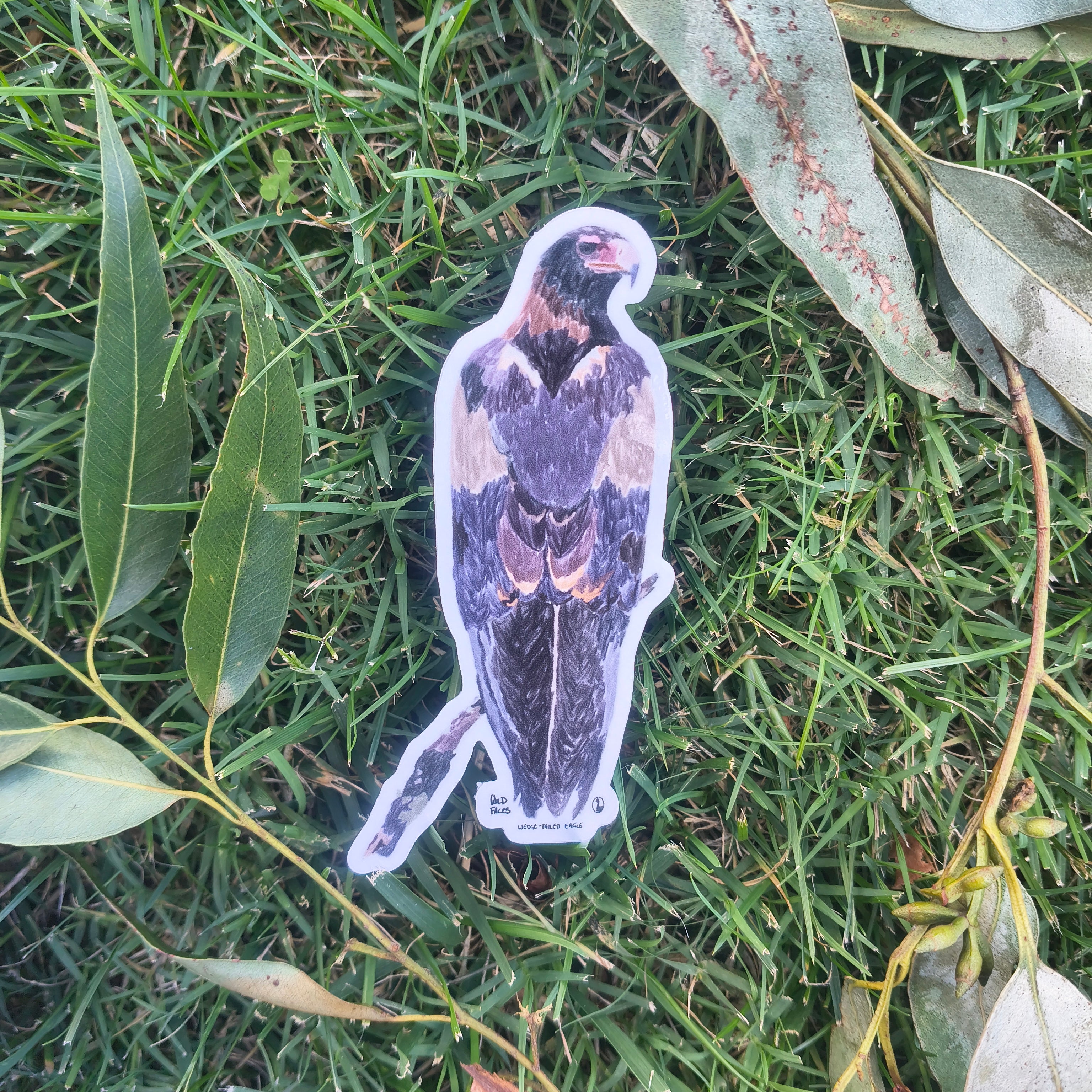 Wedge-tailed Eagle sticker
