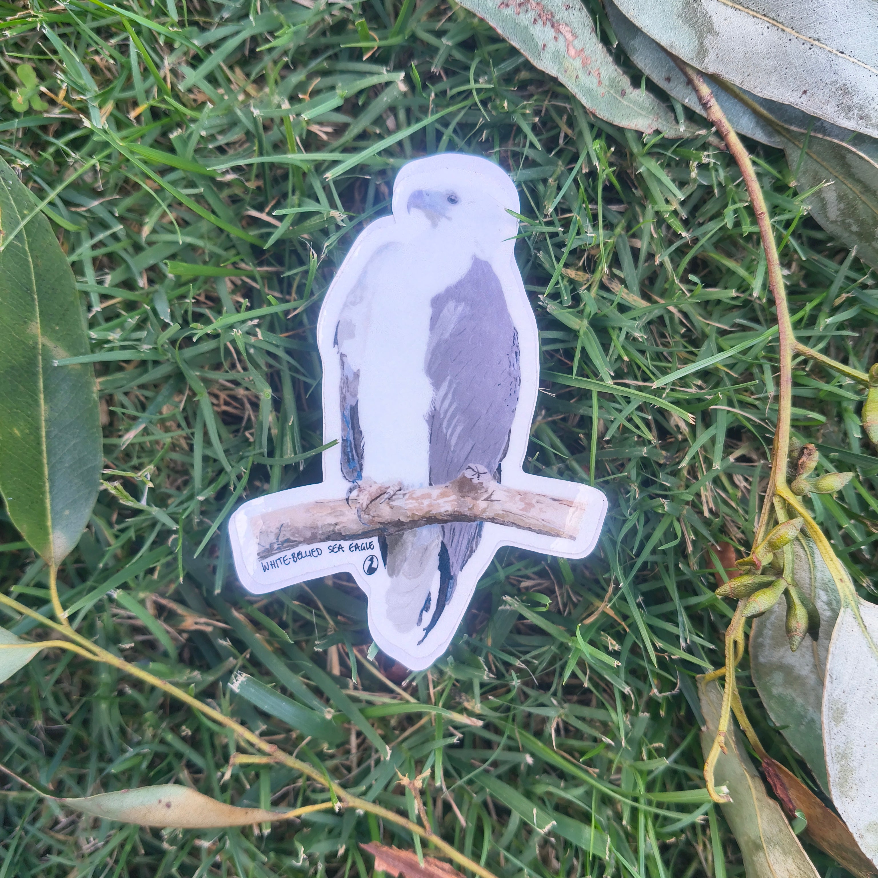 White-bellied Sea Eagle sticker