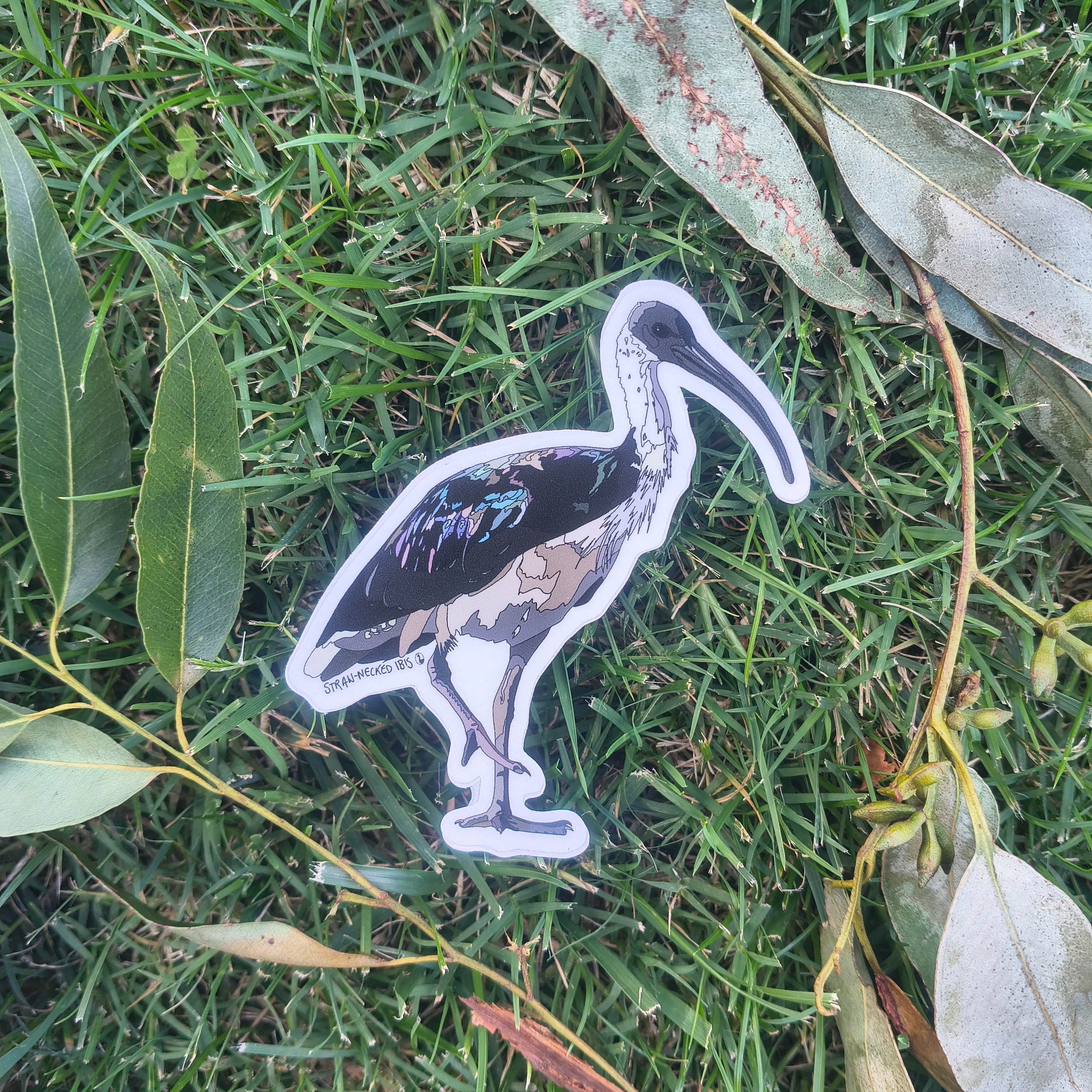 Straw-necked Ibis sticker
