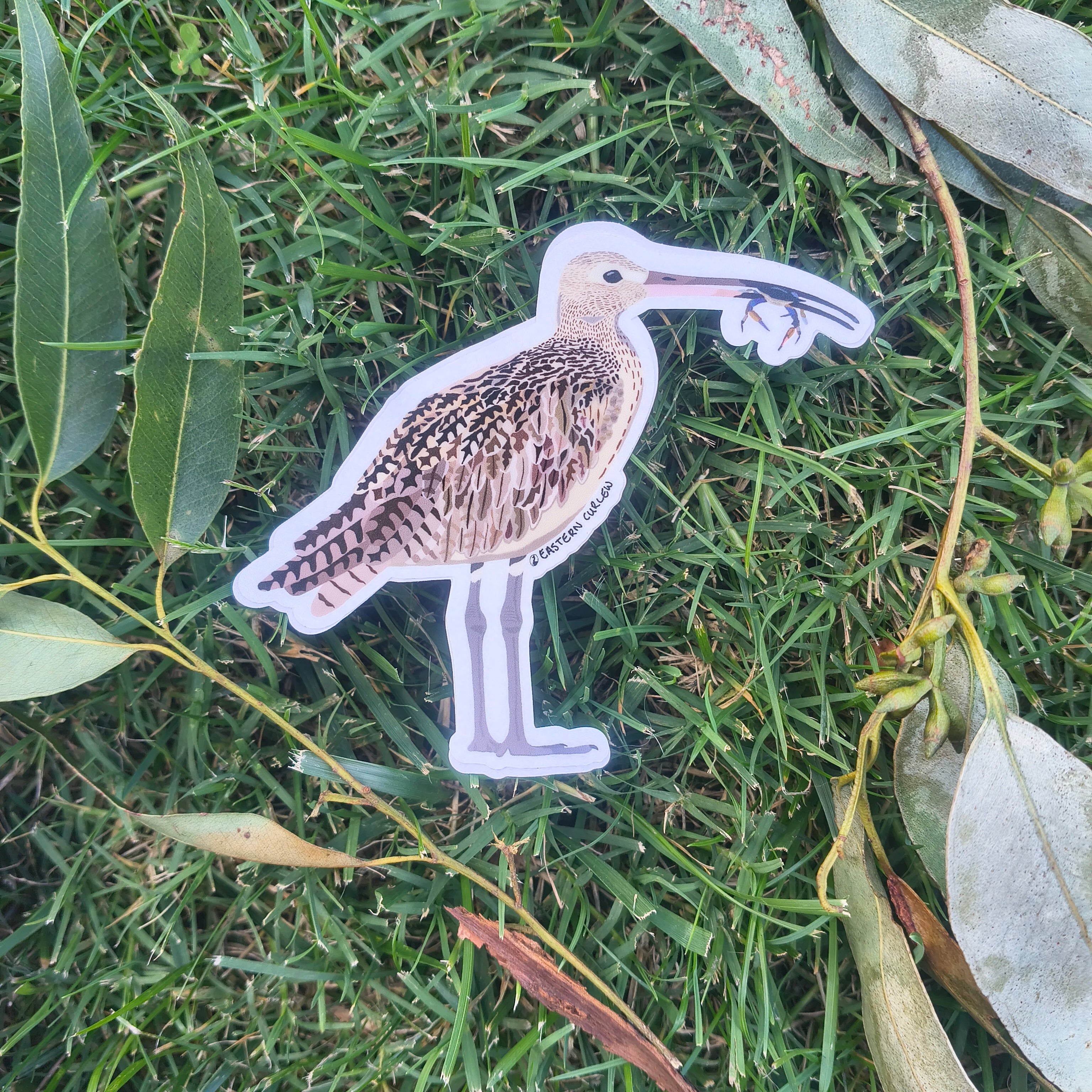 Far Eastern Curlew sticker