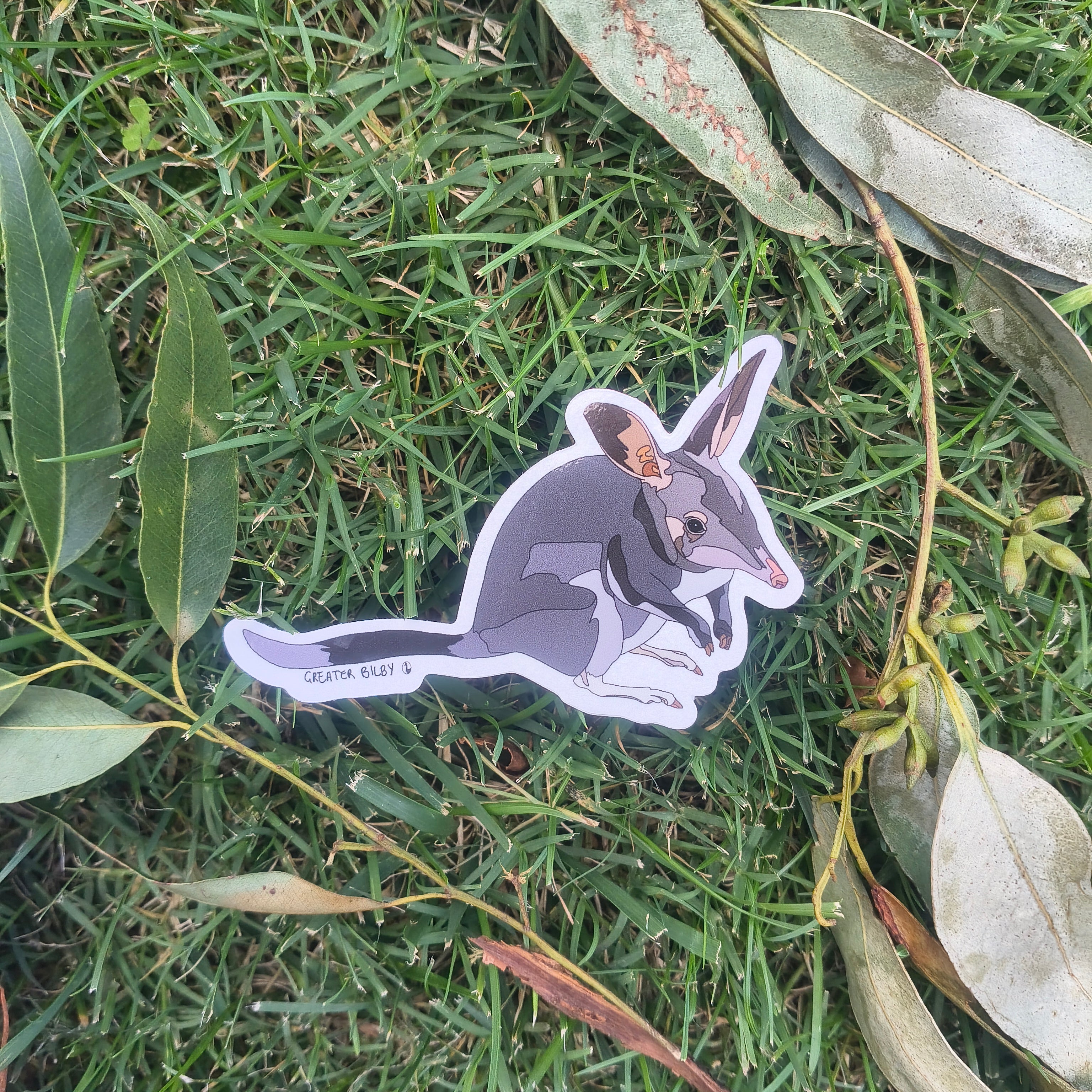 Greater Bilby sticker