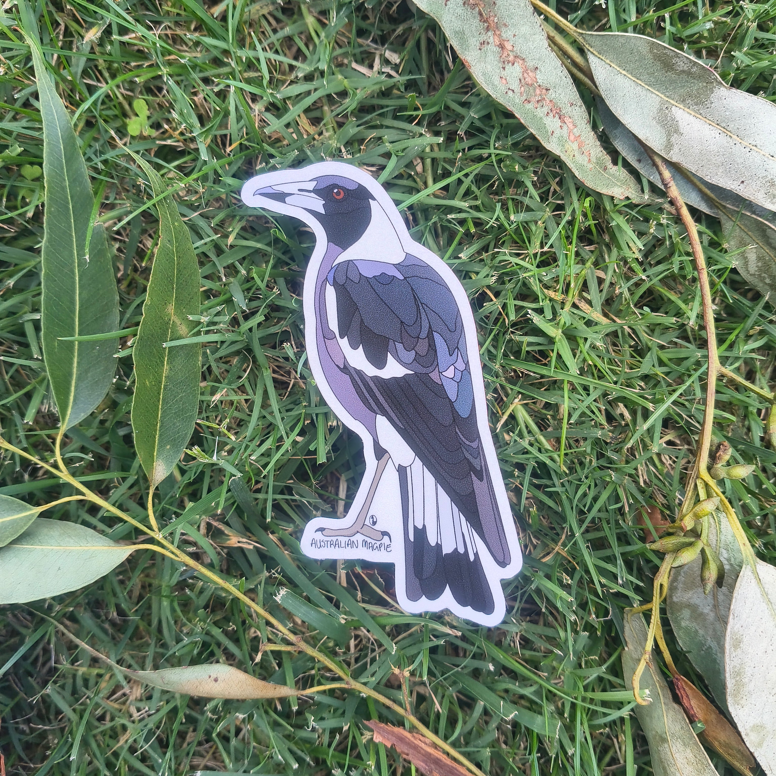 Australian Magpie sticker