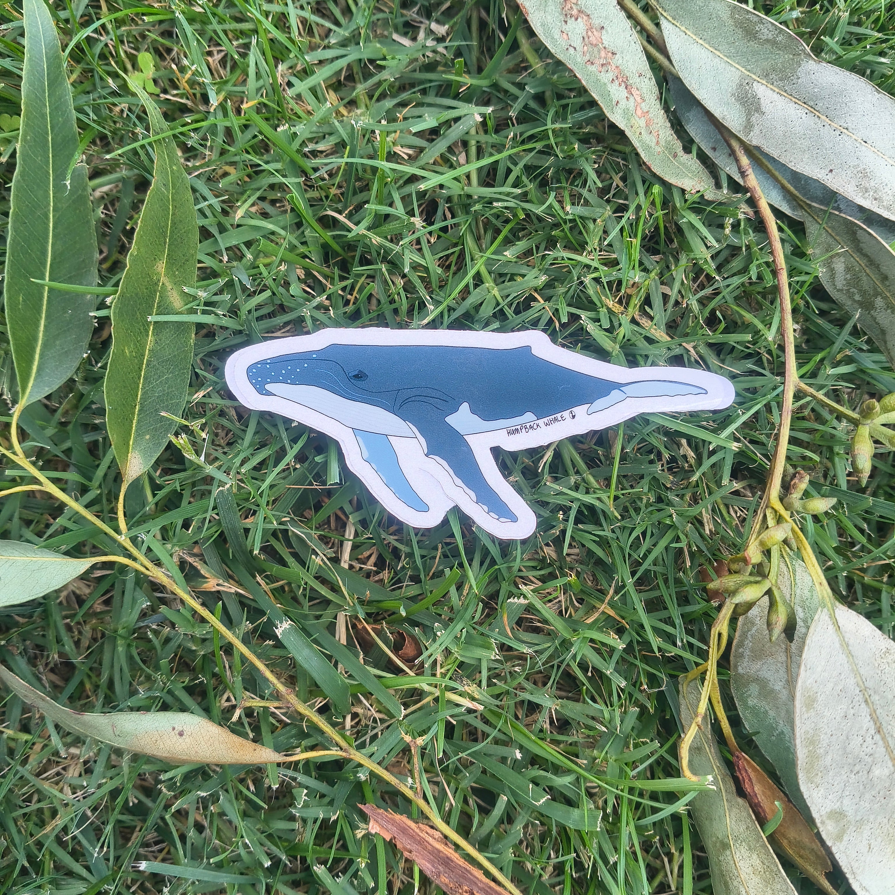 Humpback Whale sticker