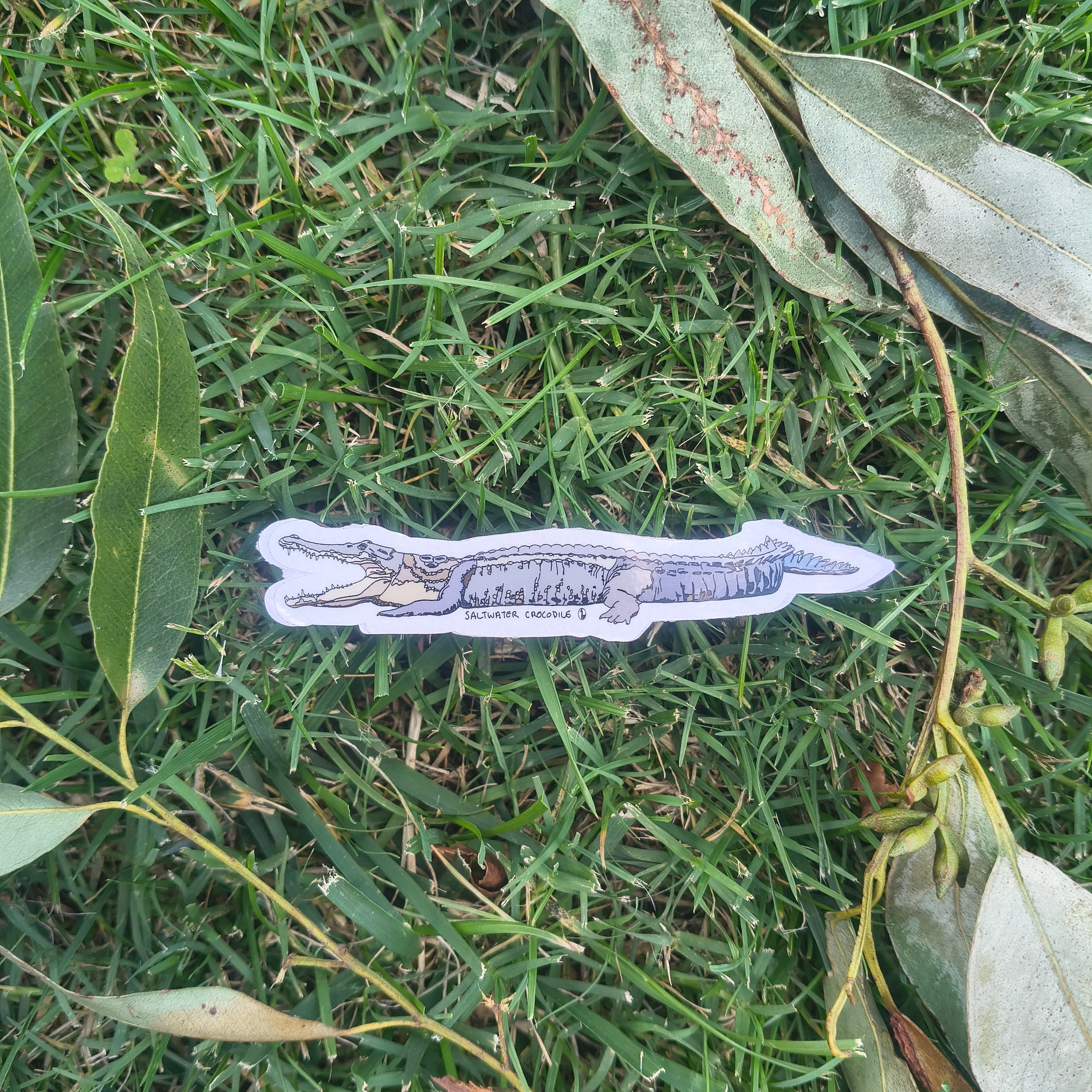Saltwater Crocodile sticker