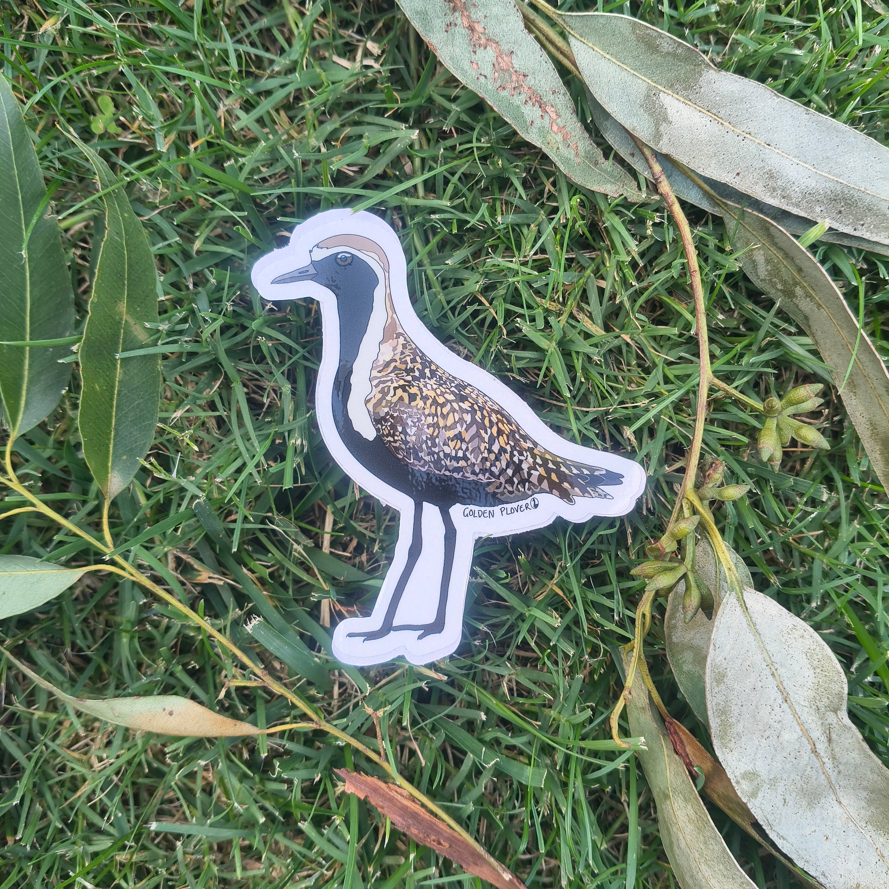 Golden Plover sticker