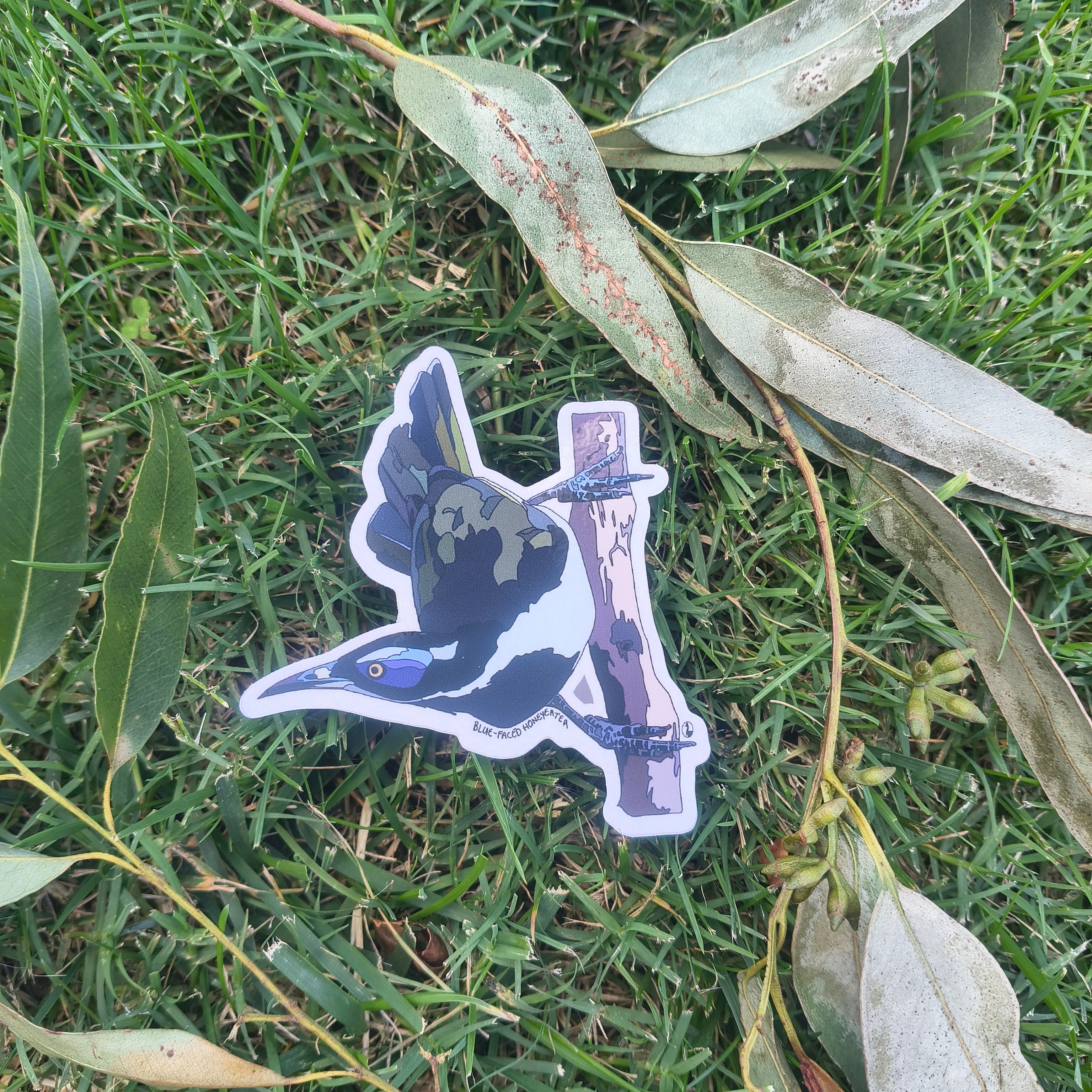 Blue-faced Honeyeater sticker